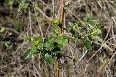 Senecio brachypodus