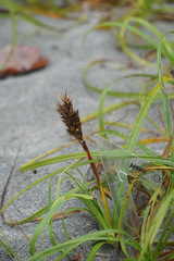 Carex macrocephala