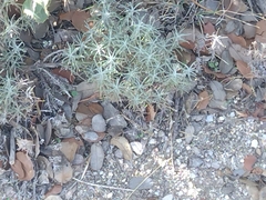 Helichrysum stoechas