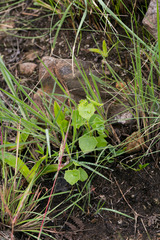 Senecio oxyriifolius