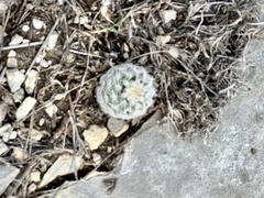 Echinocereus reichenbachii caespitosus