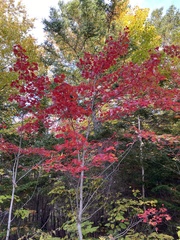 Acer rubrum image