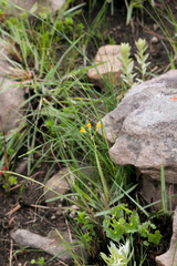 Senecio oxyriifolius