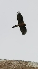 Gypaetus barbatus barbatus