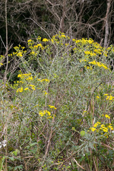 Senecio polyanthemoides
