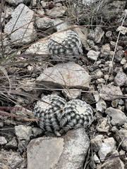 Echinocereus reichenbachii caespitosus