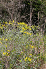 Senecio polyanthemoides