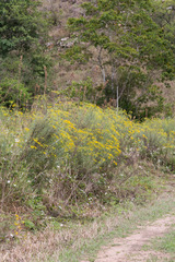 Senecio polyanthemoides