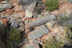 Crassula atropurpurea