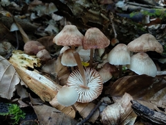 Mycena zephirus