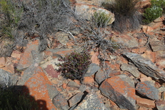 Ruschia diversifolia