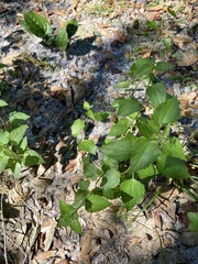 Ageratina jucunda