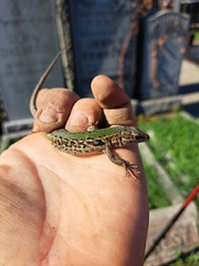 Podarcis siculus campestris