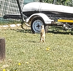 Cynictis penicillata