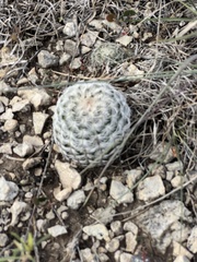 Echinocereus reichenbachii caespitosus