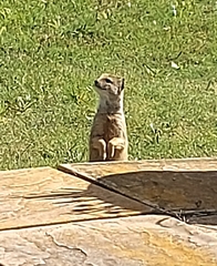 Cynictis penicillata