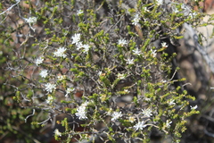 Agathosma capensis
