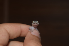 Hemidactylus robustus