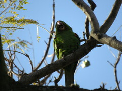 Psittacara leucophthalmus