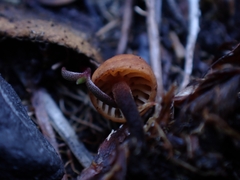 Rhizomarasmius epidryas