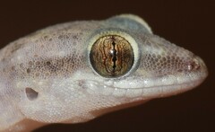 Hemidactylus robustus