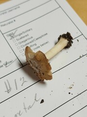 Pseudosperma curreyi