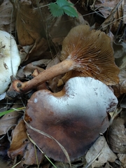 Lactarius serifluus