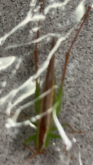 Conocephalus strictus