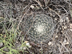 Mammillaria heyderi