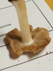 Pseudosperma curreyi