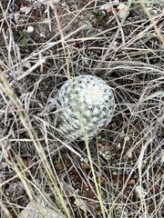 Echinocereus reichenbachii caespitosus