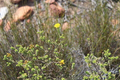 Oedera squarrosa