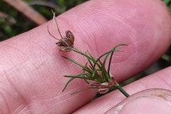 Juncus bulbosus