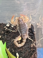 Paruroctonus silvestrii