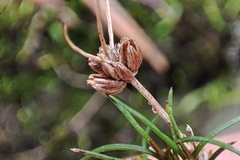 Juncus bulbosus