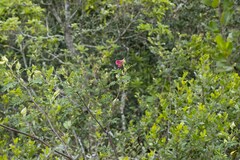 Tephrosia grandiflora