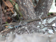 Trachylepis wahlbergii