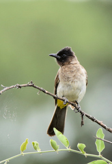 Pycnonotus barbatus layardi