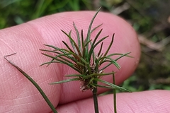 Juncus bulbosus