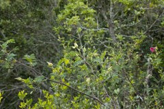 Tephrosia grandiflora