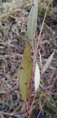 Salix rorida
