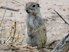 Xerospermophilus spilosoma