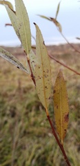 Salix rorida