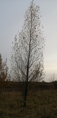 Salix rorida