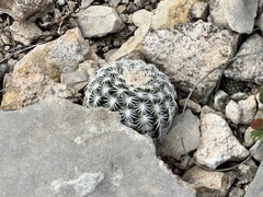 Echinocereus reichenbachii caespitosus
