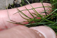 Juncus bulbosus