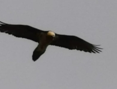 Gypaetus barbatus barbatus