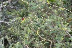 Tephrosia grandiflora