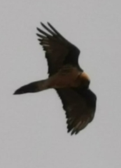 Gypaetus barbatus barbatus