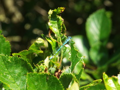 Coenagrion puella